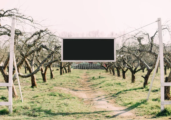 Elma Bahçesi Ağaçlarının Girişinin Önündeki Çerçeve Boş — Stok fotoğraf
