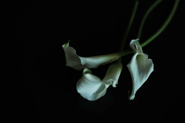 Belle Trois Calla Lis Blanc Sur Fond Noir Carte Vœux — Photo