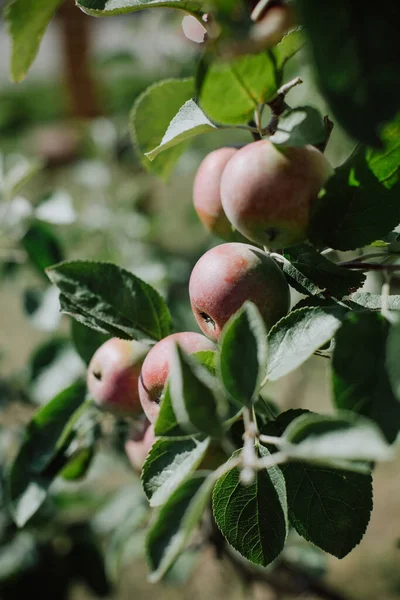 Appelboom Tak Oogstseizoen Sappig Fruit Variëteit — Stockfoto