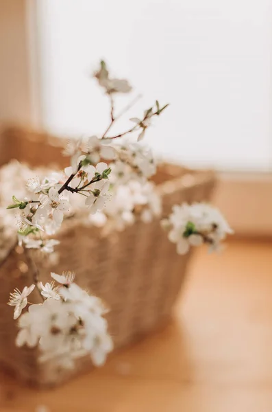 Cherry Blossoms Vase Wicker Basket Table Room Home Isolation — Stock Photo, Image