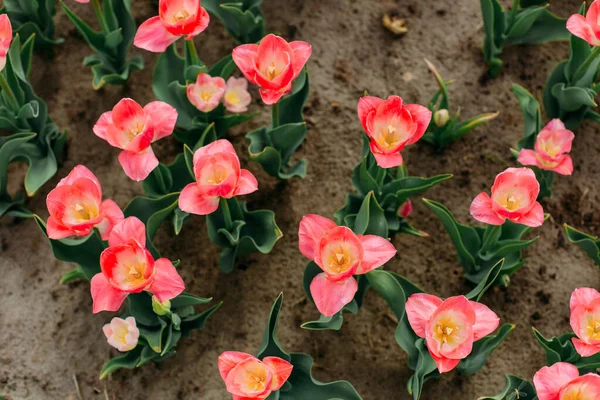 Flowerbed Czerwonymi Kwiatami Tulipany Kwitnący Widok Góry — Zdjęcie stockowe