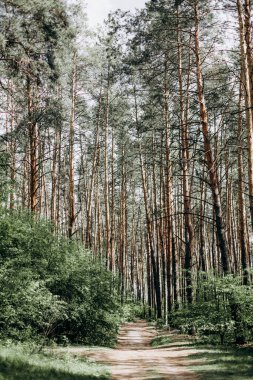 Ormandaki ağaçlar yol görür gökyüzünden gelen ışığın çalılığında taze hava