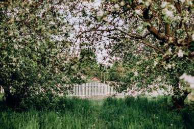Bahçede çiçek açan beyaz elma ağacı ilkbahar çimenleri