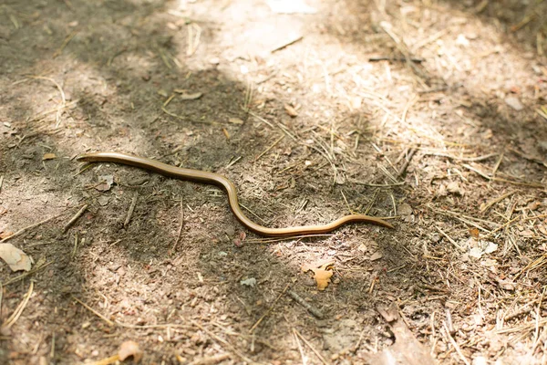 Vad Sárga Kígyó Kúszik Erdőben Száraz — Stock Fotó