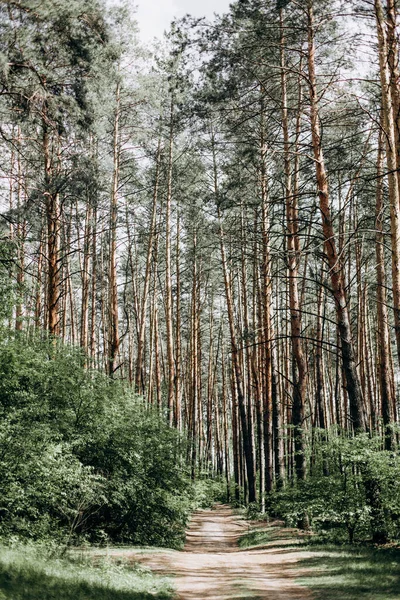 Ormandaki ağaçlar yol görür gökyüzünden gelen ışığın çalılığında taze hava