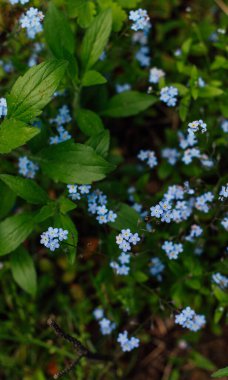 Çayırdaki orman bitkisi çiçekleri, güneşli sabah tazeliği.