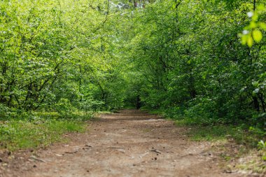 Yeşil orman, yaprak döken parlak gün ışığı, taze doğa.