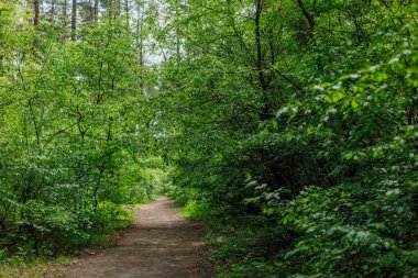 Yeşil orman, yaprak döken parlak gün ışığı, taze doğa.
