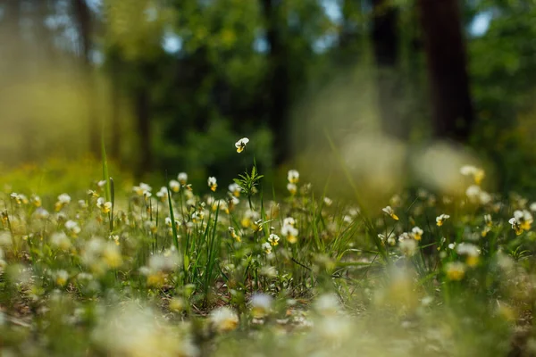 Bos Vegetatie Bloemen Het Weiland Zonovergoten Ochtend Frisheid — Stockfoto