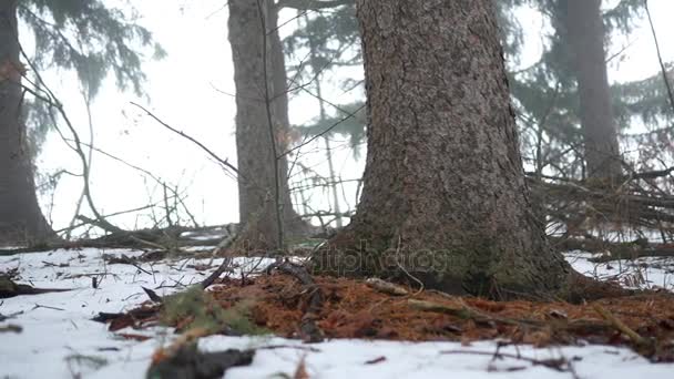 Caméra Glisse Long Sol Une Forêt Conifères Pennsylvanie Hiver — Video