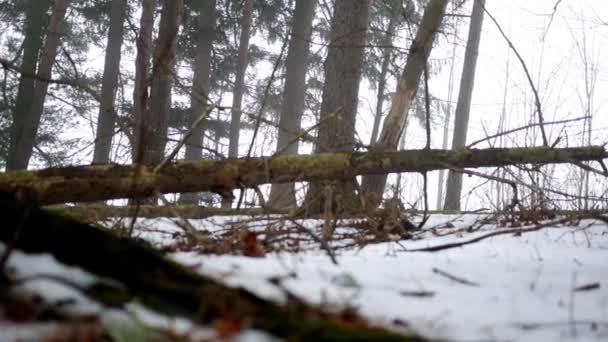 Камера Скользит Земле Хвойного Леса Пенсильвании Зимой — стоковое видео