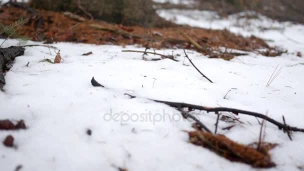 在冬天的宾夕法尼亚州针叶林的雪地上拍摄的相机幻灯片 — 图库视频影像