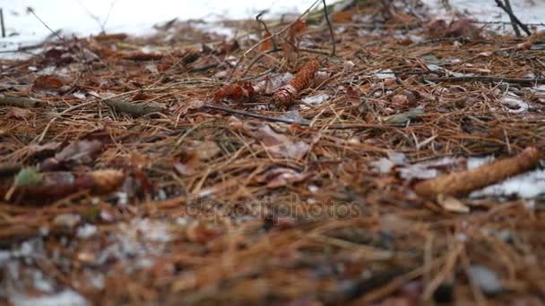 Câmera Desliza Longo Chão Nevado Pensilvânia Floresta Coníferas Inverno Alt — Vídeo de Stock