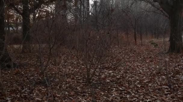 Kapesní Pan Ponuré Stromy Blízkého Bodu Státní Park Odhalit Pittsburgh — Stock video
