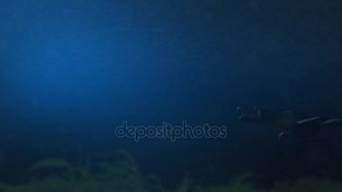 Simolestes - plesiosaur soyu tükenmiş bir türü geç Jurassic okyanus - yan görünüm içinde yüzüyor.