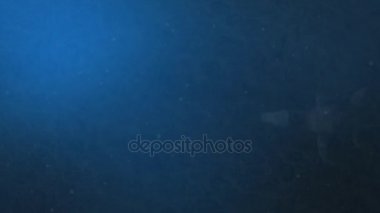 Simolestes - plesiosaur soyu tükenmiş bir türü geç Jurassic okyanus - havadan görünümü içinde yüzüyor.
