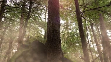 Compsognathus - küçük theropod dinozor inphotorealistic animasyon kükreyen geç Jurassic döneminden. Bir kaç Compsognathus piyasada klipler