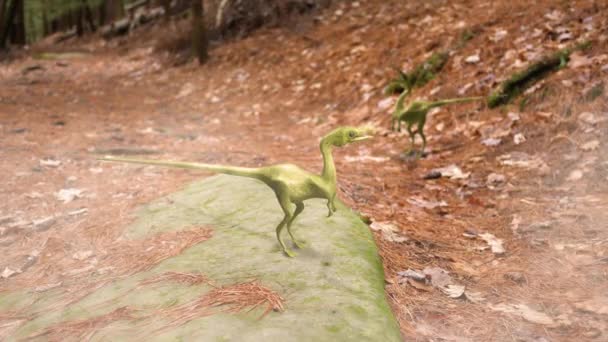 Compsognathus 恐竜はジュラ紀後期の森でパックします — ストック動画