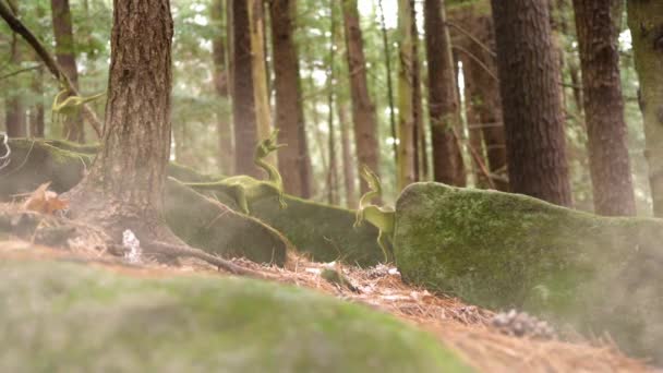 Içe Geçmiş Geç Jurassic Forestphotorealistic Animasyon Sitedeki Yakınındaki Compsognathus Paketi — Stok video