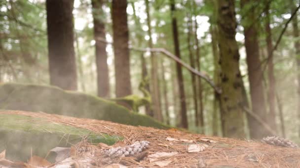 Déjoué Compsognathus Rugit Dans Les Jungles Nature Jurassique Animation Photoréaliste — Video