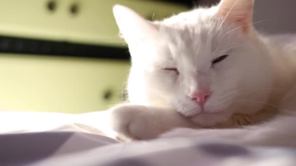 Mooie Lui Witte Kat Strekt Zich Uit Haar Bed Badend — Stockvideo