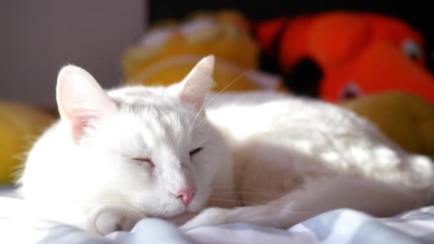 Schöne Faule Weiße Katze Kann Ihre Augen Nicht Offen Halten — Stockvideo