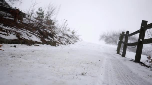 Câmera Desliza Sobre Entrada Coberta Neve Propriedade Floresta Invernal — Vídeo de Stock
