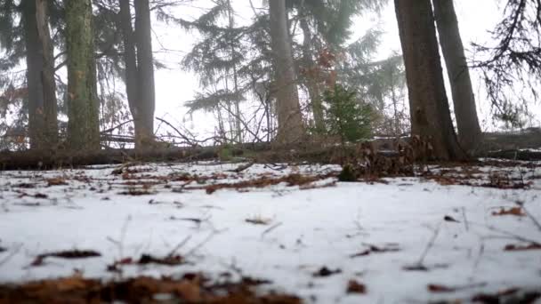 Camera Dia Langs Grond Van Een Bos Twijgen Van Naaldbomen — Stockvideo