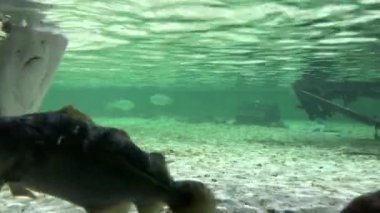 Stingrays bir akvaryum Hayvanat Bahçesi