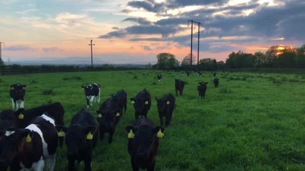 Herd Cattle Aproxima Cámara Hermosa Irlanda Sunrise — Vídeo de stock