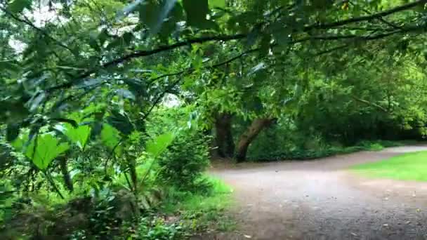 Caminhando Por Caminho Bela Floresta Vibrante Irlanda — Vídeo de Stock