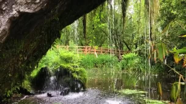 鮮やかなアイルランドの森で美しい緑豊かな滝 — ストック動画