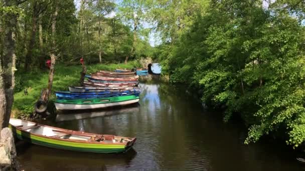 Kayaks Ireland Resting Lush Woodland Beautiful Summer Day — Stock Video