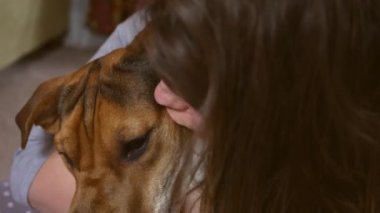 Evde beslenen hayvan sahip beagle köpek sever ve onu öper