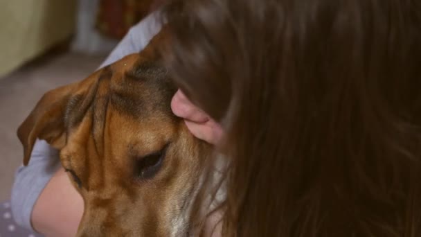 Dueño Mascota Ama Perrito Beagle Besa — Vídeos de Stock