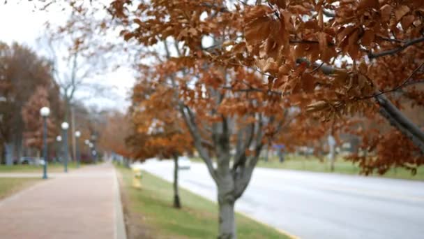 初冬の小さな町のメインストリートに隣接する木に鮮明な葉が擦れる音します — ストック動画