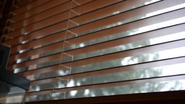 Çam ağacı, kış zamanında bir ofis pencere güneşlikler üzerinden bakarak