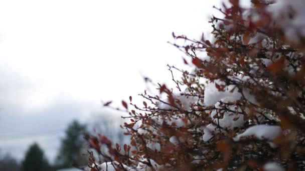 Gros Plan Buisson Rouge Hiver Pennsylvanie Avec Des Touffes Neige — Video