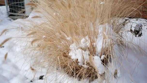 Χρυσή Κίτρινο Pampas Χλόη Γύρω Από Χειμερινή Ώρα Κοντά Εξωραϊσμού — Αρχείο Βίντεο