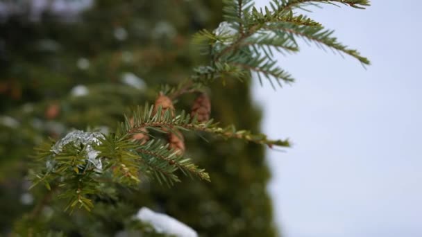冷たい雪に覆われた松の枝を吹き抜ける風 — ストック動画