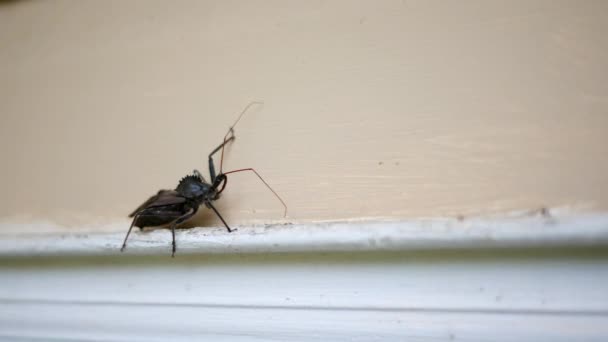 Bug Roda Andando Longo Uma Moldura Porta Uma Casa Exterior — Vídeo de Stock