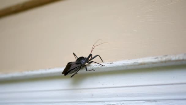 Wheel Bug Promenader Längs Dörrkarm Hem Exteriör — Stockvideo