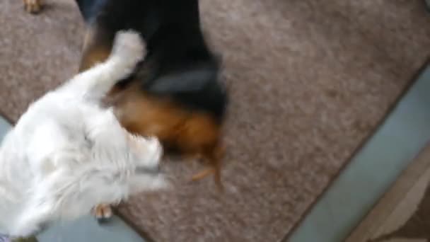Beagle Mutt Puppy Jugando Con Westie Puppy Fiesta — Vídeo de stock