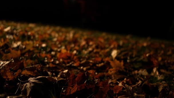 照相机幻灯片在干燥秋天叶子在草在晚上 Alt — 图库视频影像