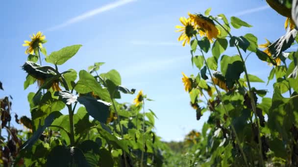 Cámara Desliza Más Allá Alto Girasol Vibrante Floreciendo Sol Tarde — Vídeos de Stock