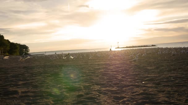 Meeuwen Nemen Vlucht Achter Amber Filmische Strand Zonsondergang — Stockvideo