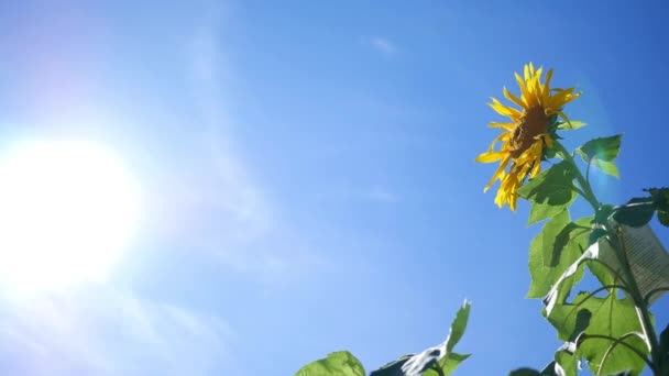 Камера Ковзає Повз Високий Яскравий Соняшник Квітучий Вдень Сонце — стокове відео