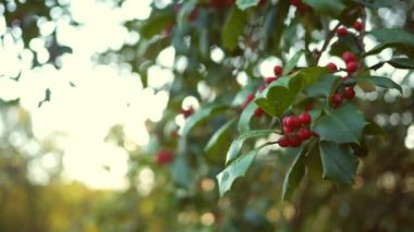 Holly Bush yaprakları ve meyveleri bir yama yakın çekim