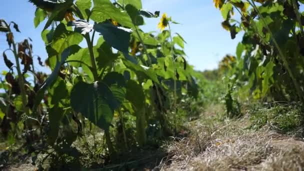 Camera Dia Langs Begane Grond Van Een Zonnebloem Veld — Stockvideo