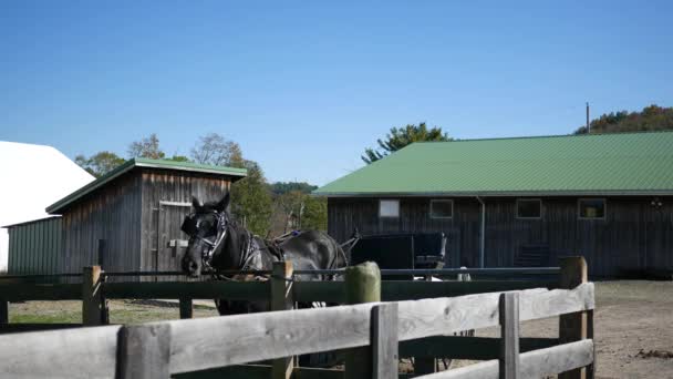 Ένα Μαύρο Άλογο Δεμένο Έναν Ξύλινο Φράκτη Κοντά Ένα Amish — Αρχείο Βίντεο